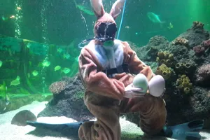 Osterhase Sealifetimmendorferstrand (1)