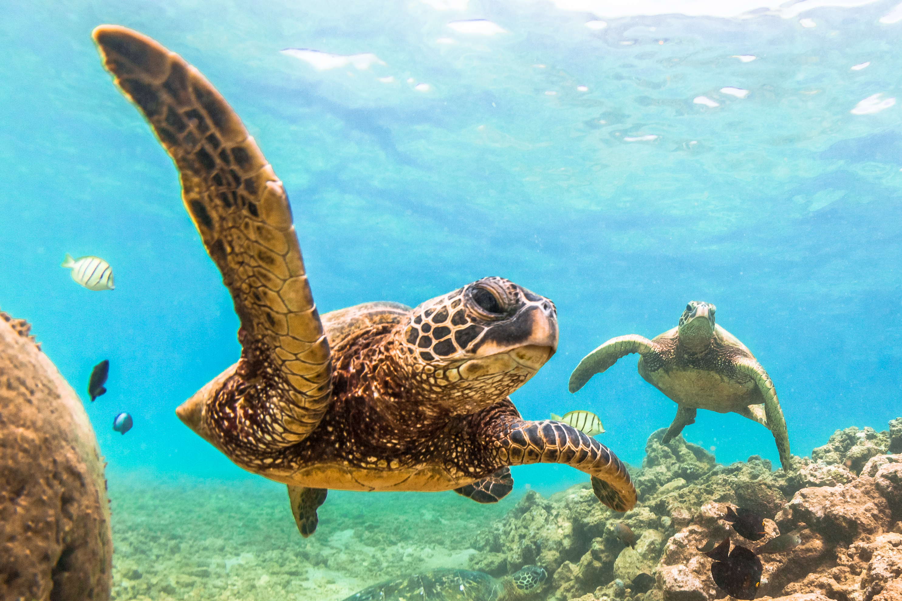 Pacific Ocean of Hawaii Istock 518533868 (schools use only)