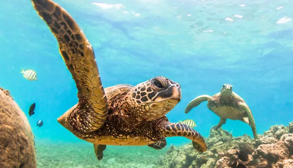 Pacific Ocean of Hawaii Istock 518533868 (schools use only)