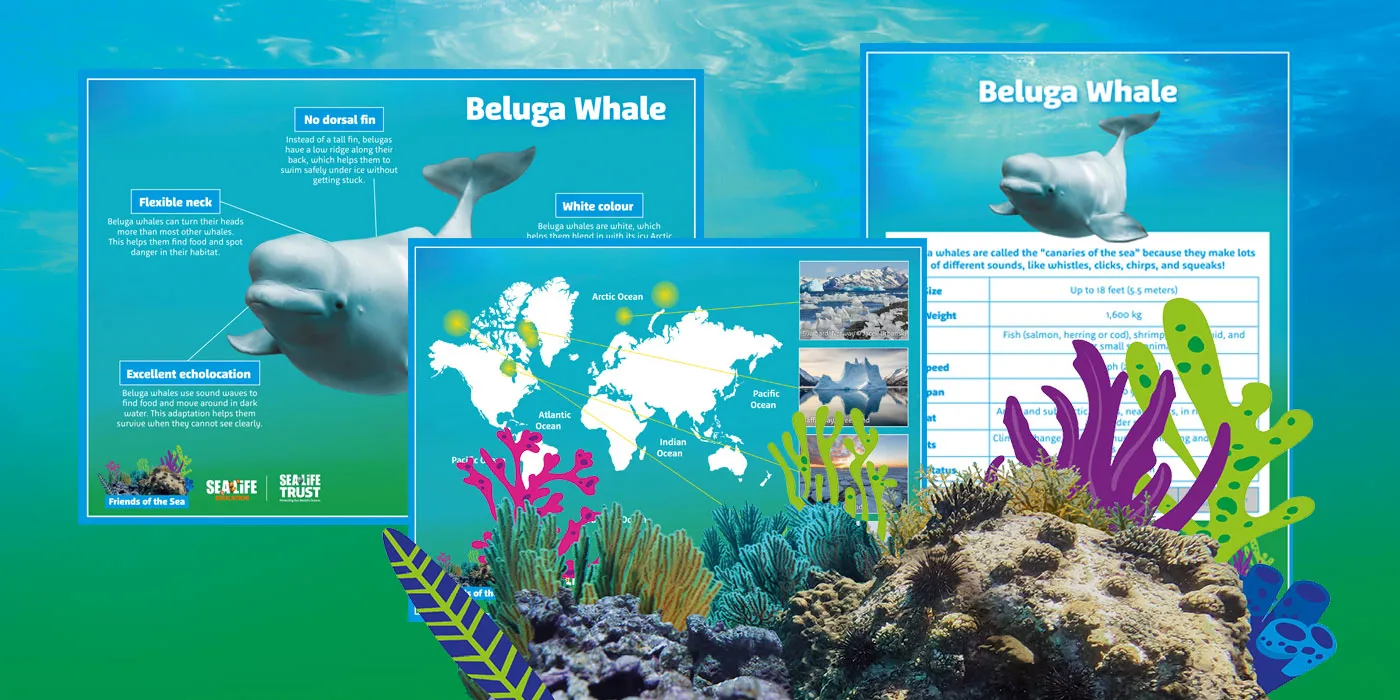 Friends To The Sea Creature Fact Files 1400X1000