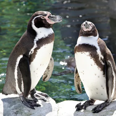 Humboldt penguins