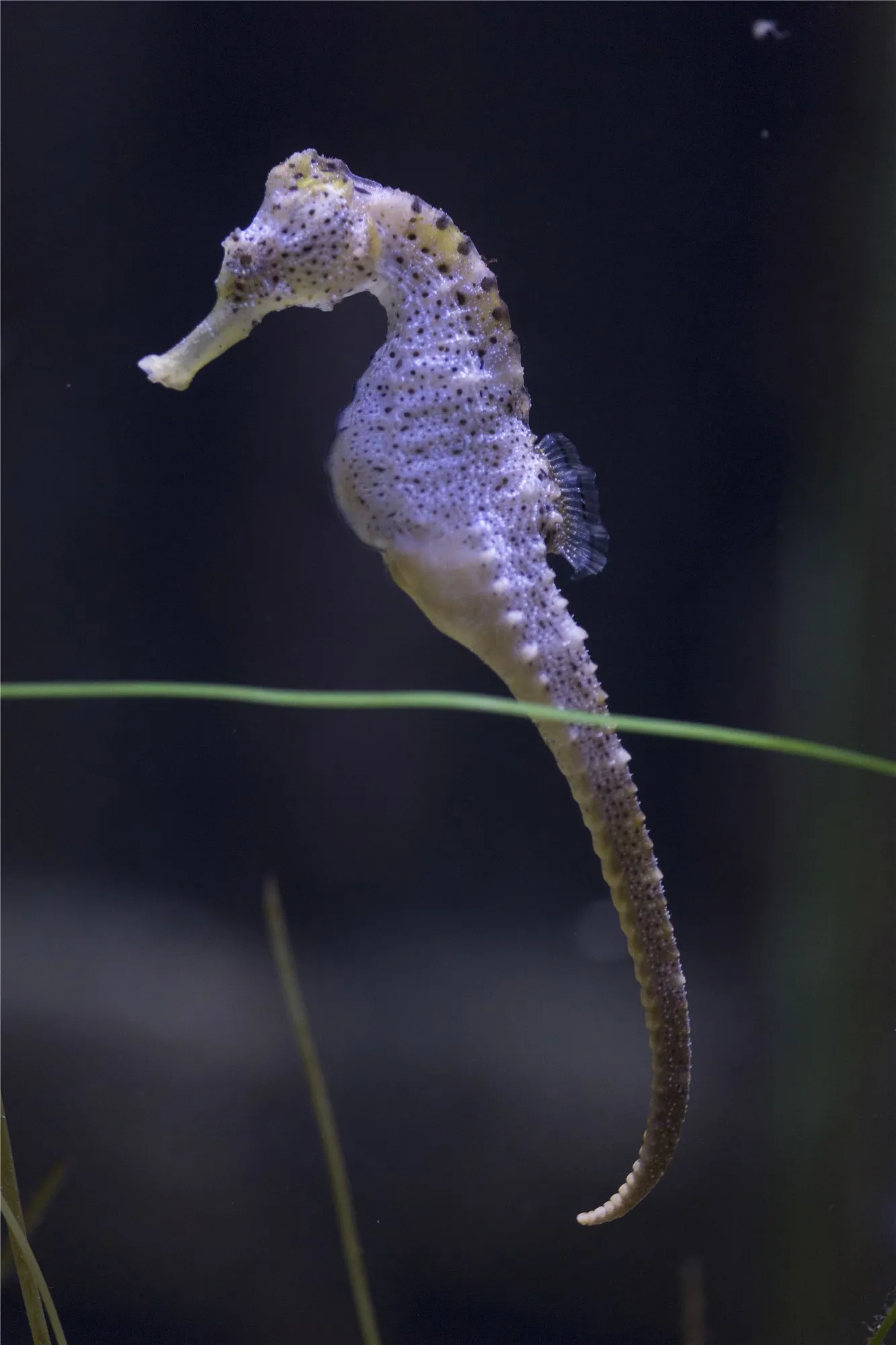 Seahorse