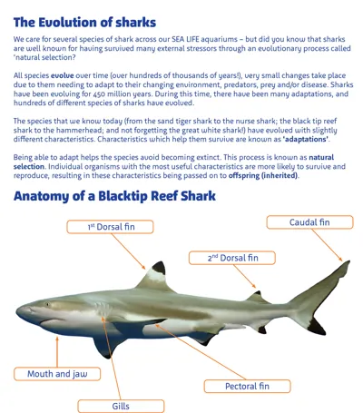 KS3 Evolution Of Sharks 950X1080