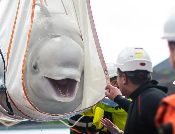 Beluga whale being rescued