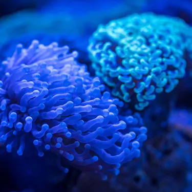 Anemone