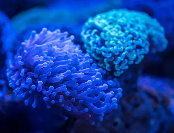 Anemone