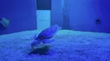 Mills In Tank