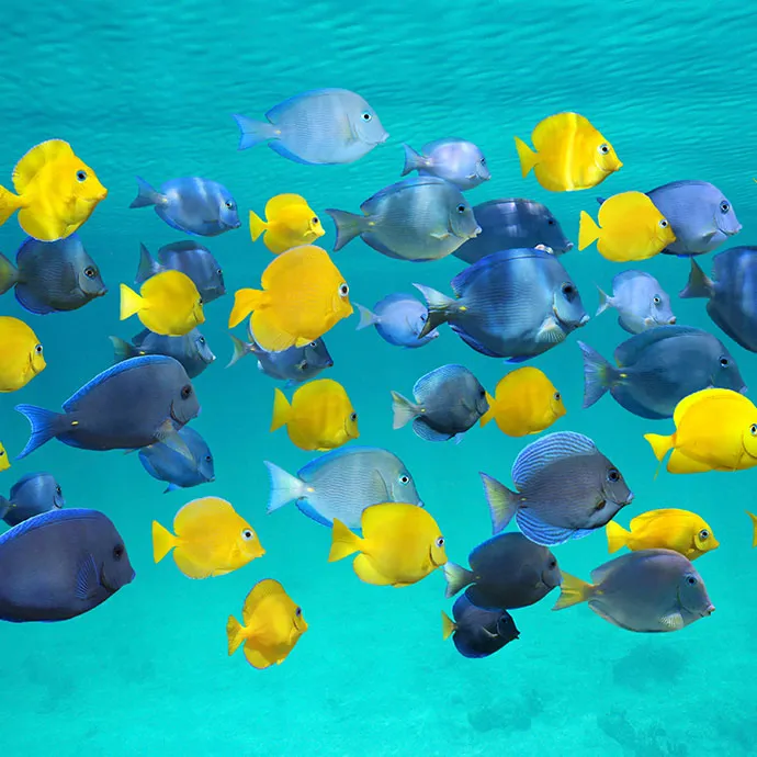 Blog #4 Hero Image 690X690px