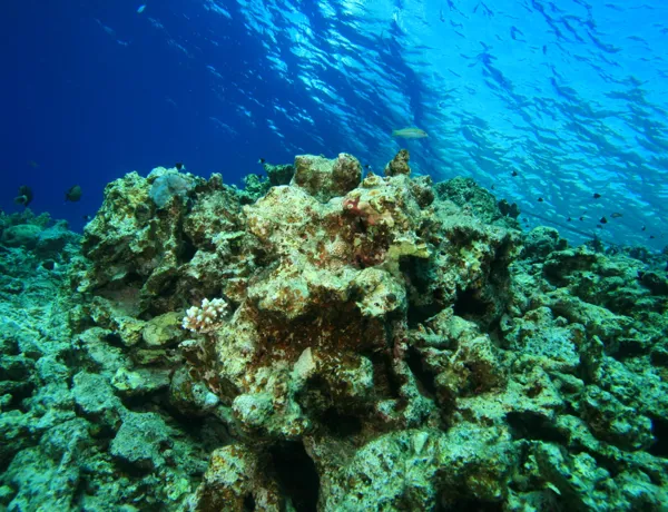 Dead coral reef