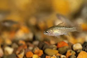 Pygmyperch