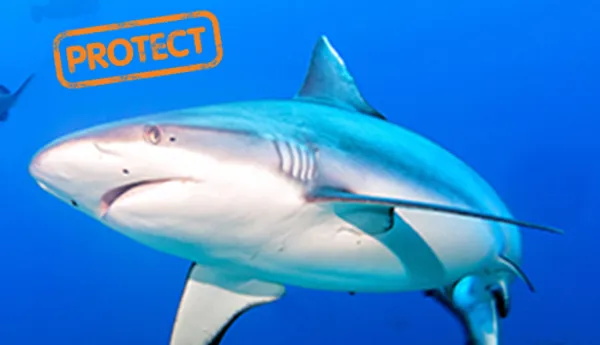 Protect sharks