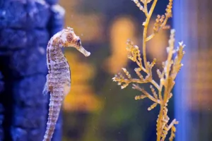 seahorse bangkok