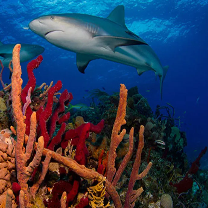 SL Blog Shark Hero 690X690px
