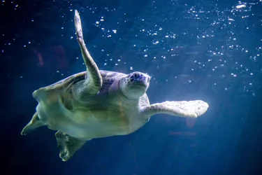 Turtle