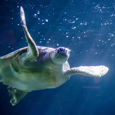 Turtle