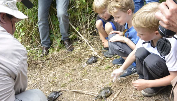 Auswilderung Europaeische Sumpfschildkroete