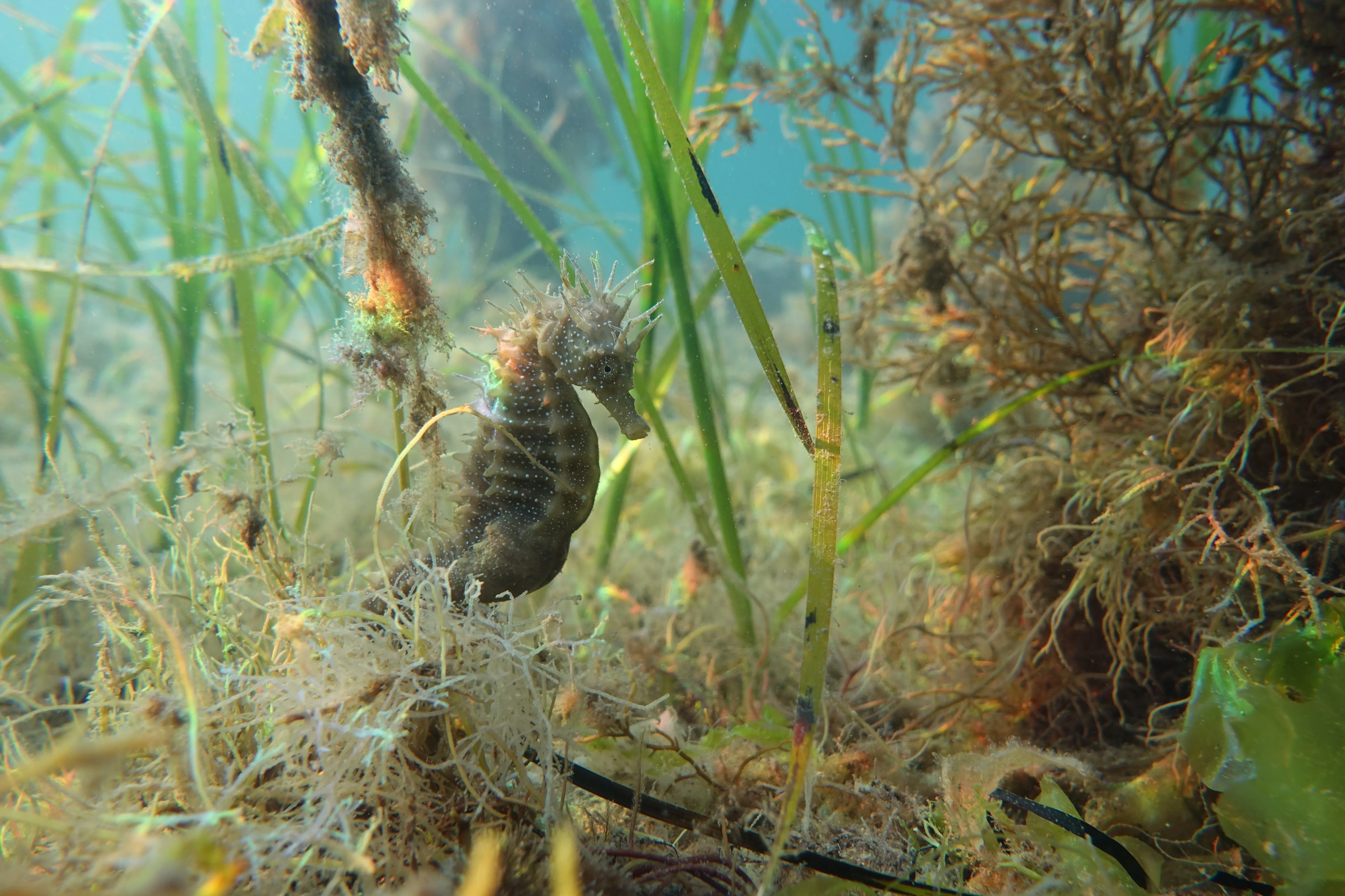 Seahorse 3