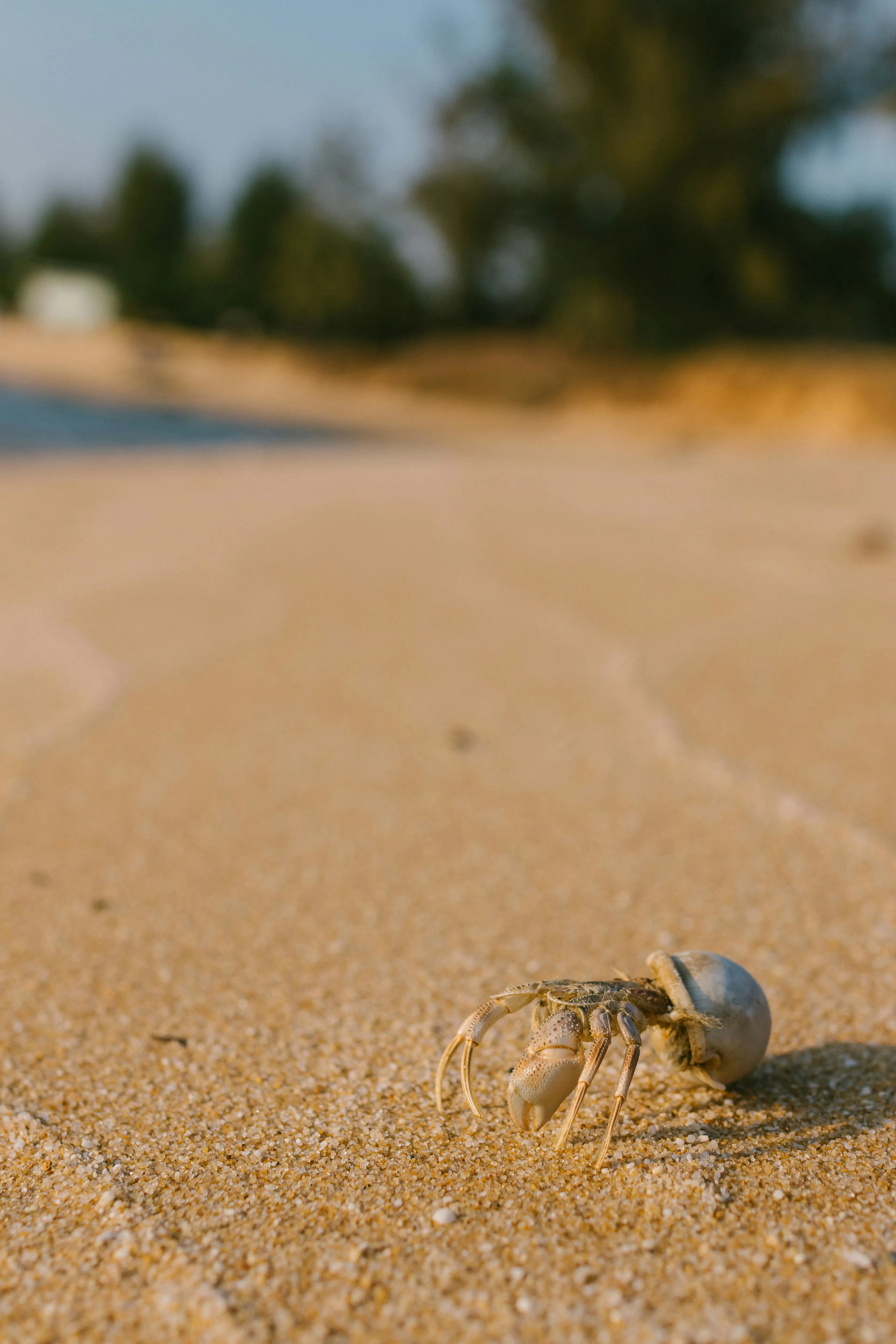 Beach hermit crab