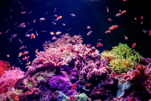 Coral Clownfish