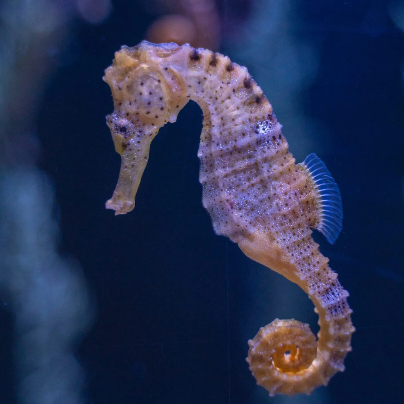 Seahorse Sydney