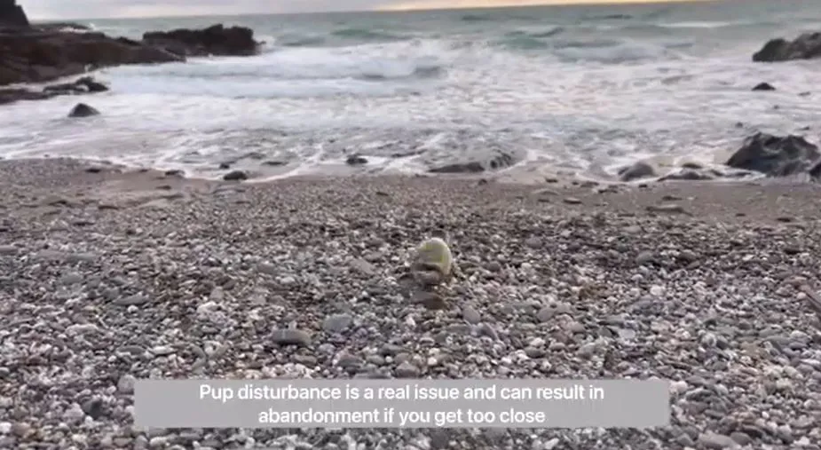 Pup Release