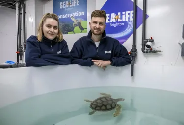 Brighton Turtle