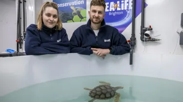 Brighton Turtle