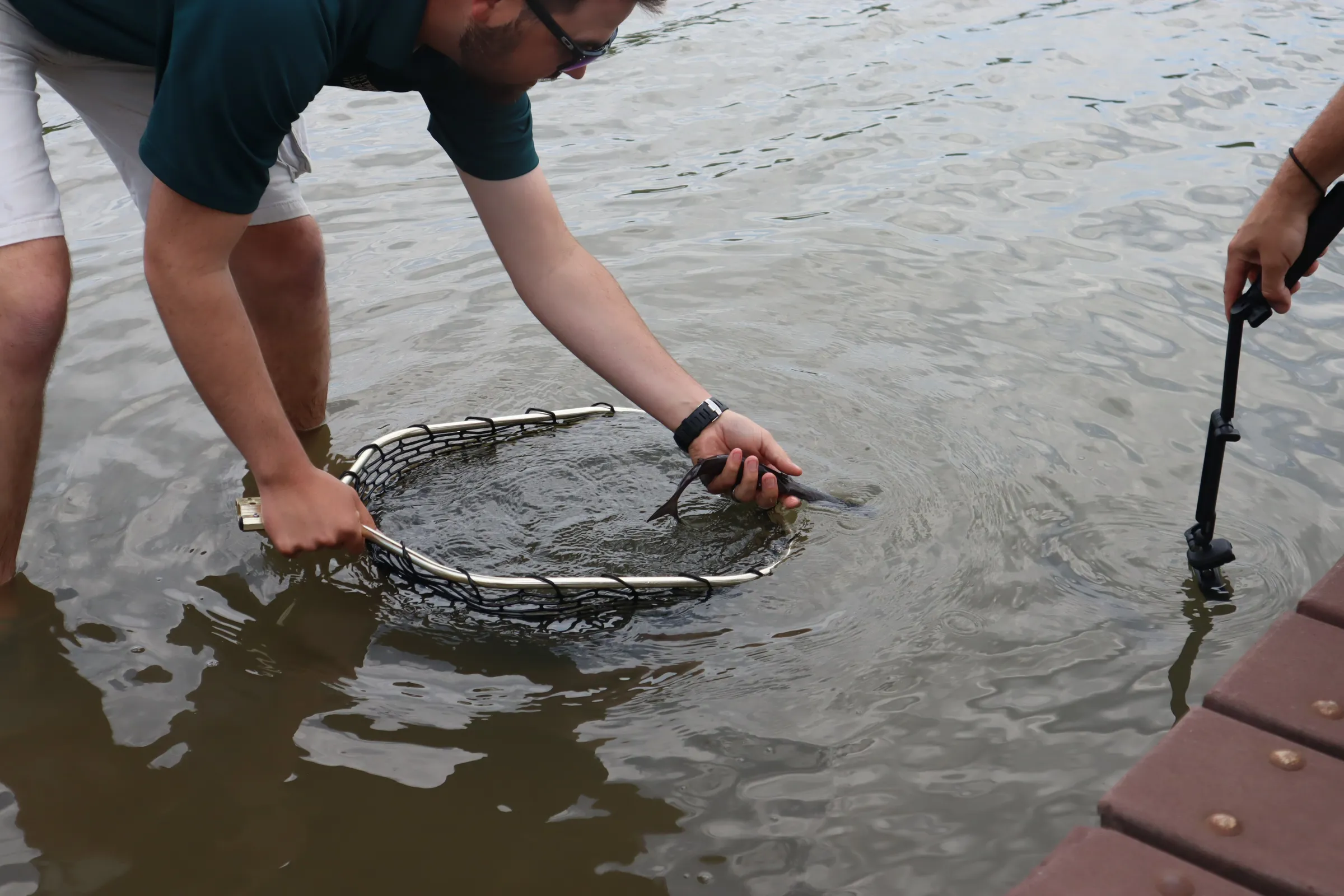 Paddlefish Release SEA LIFE Kansas City (2)