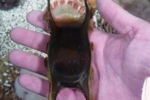 Mermaids Purses