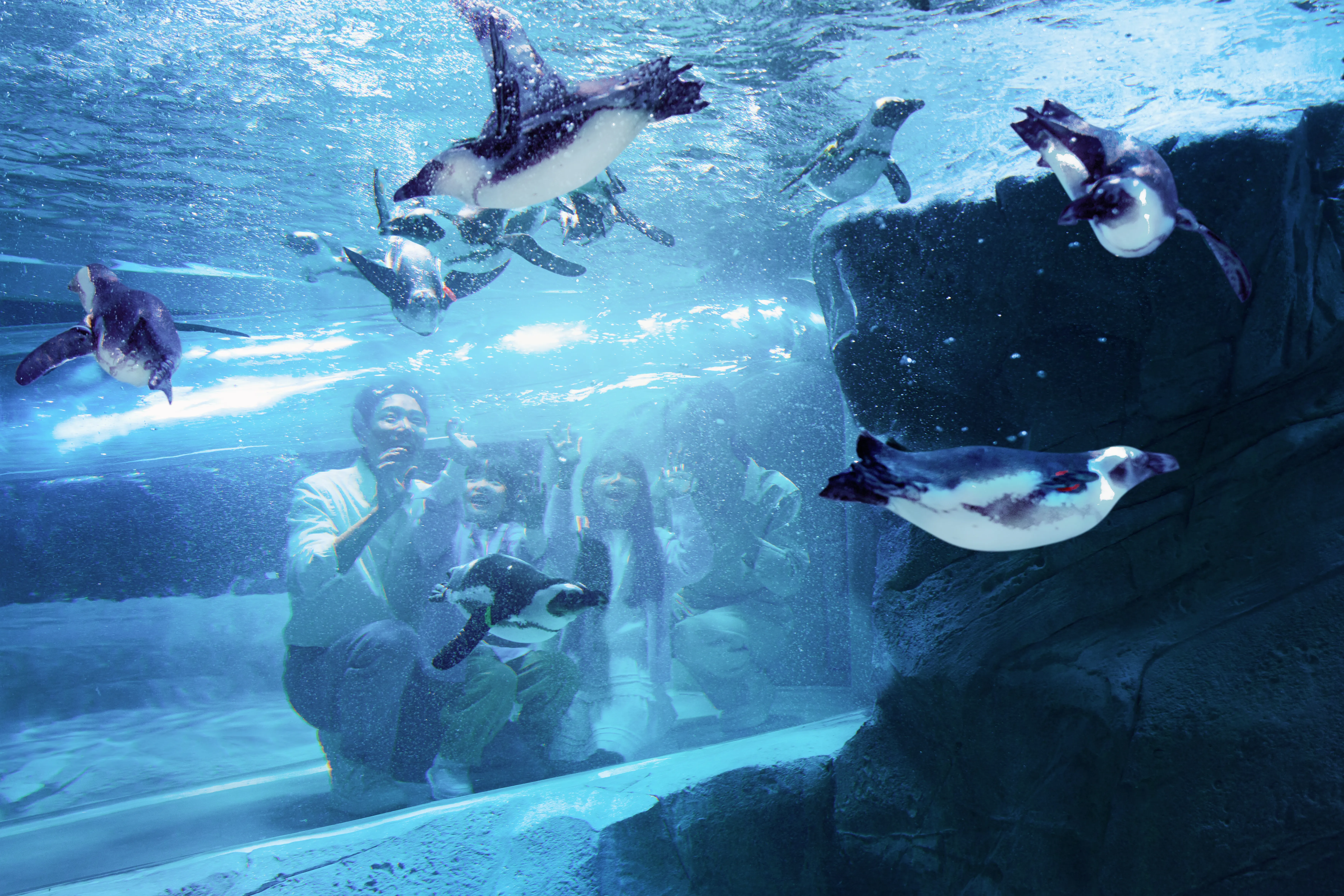 Penguins Shanghai Changfeng Ocean World