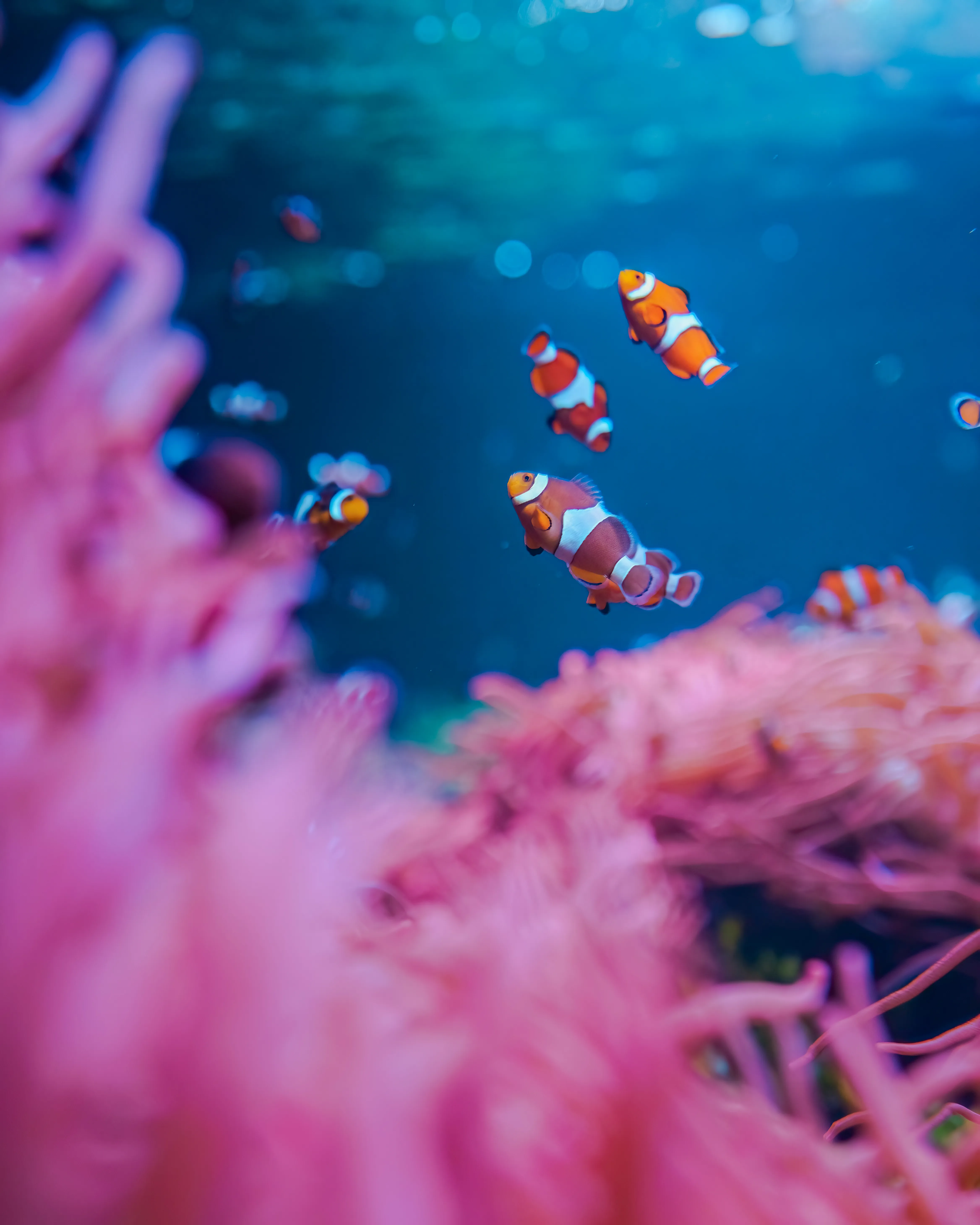 Sealife Socialsshoot 20 (1)