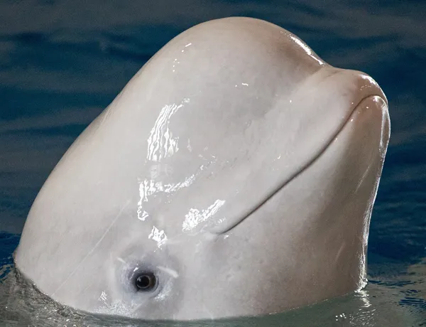 Beluga whale