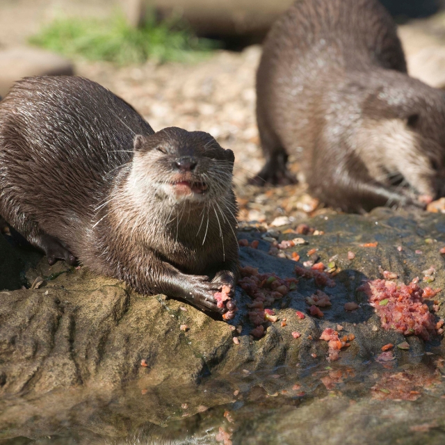 Adopt-an-Animal - Alaska Sealife Center