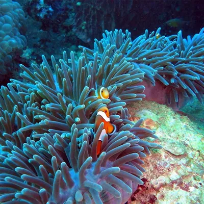 Bali Pop: Coral Reef -  UK