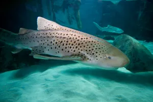 Zebra shark conservation projects
