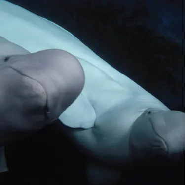 Beluga whales