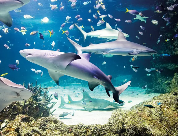 Sealife Muenchen Aquarium Haie1