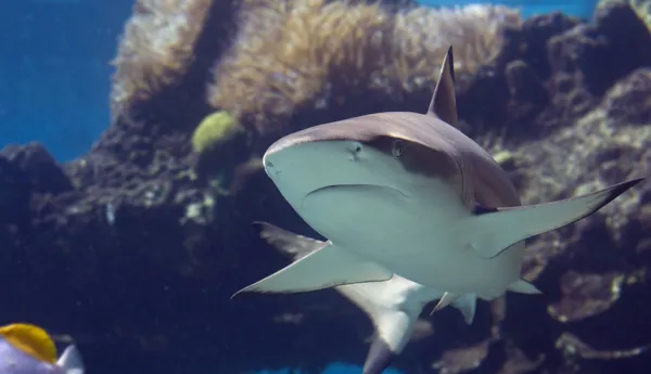 Blacktip Shark