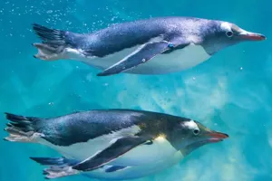 Penguins