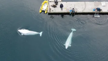 Beluga whales little white and little grey