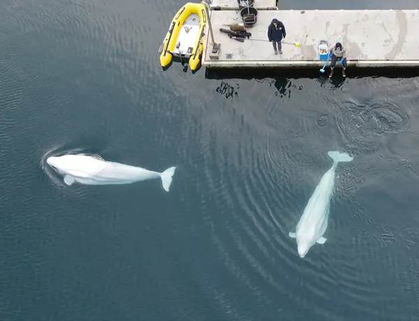 Beluga whales little white and little grey