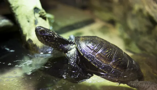 Europäische Sumpfschildkröte