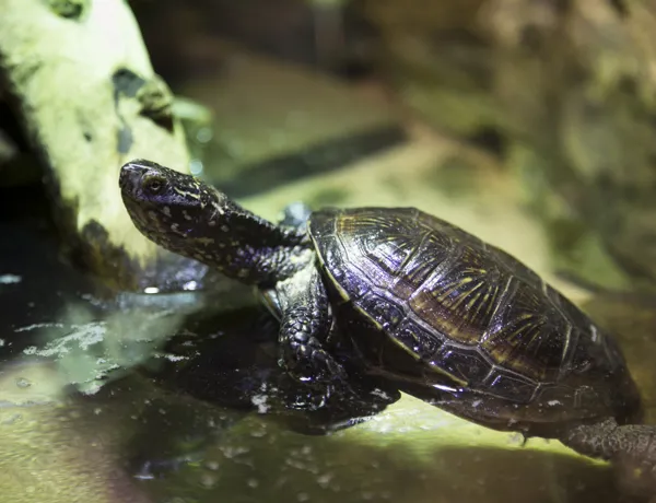 Europäische Sumpfschildkröte