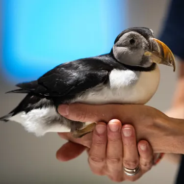 Puffin2