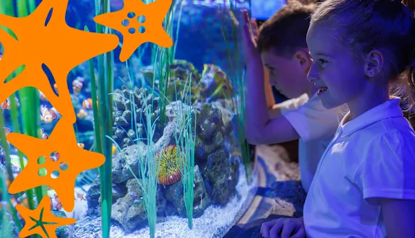 SEA LIFE Schools Image V2 1200X700