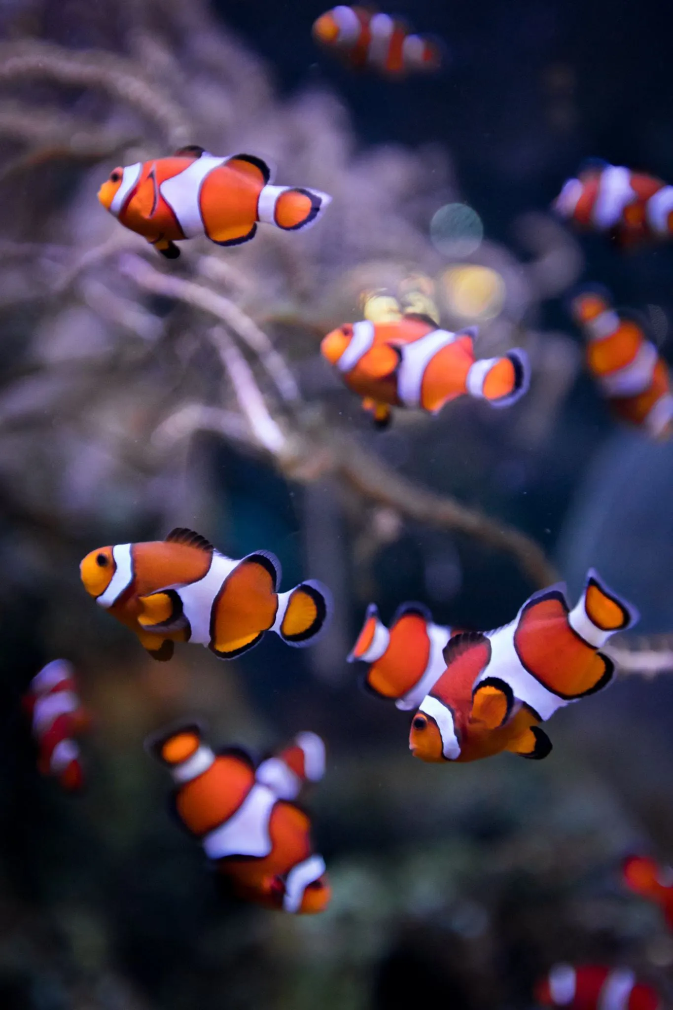 Clownfish Birrmingham