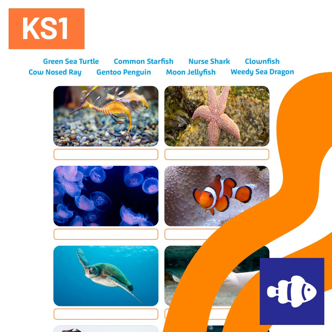 SL Meet Our Sea Creatures KS1 1080X1080