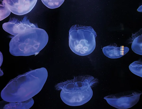 A bloom of jellyfish