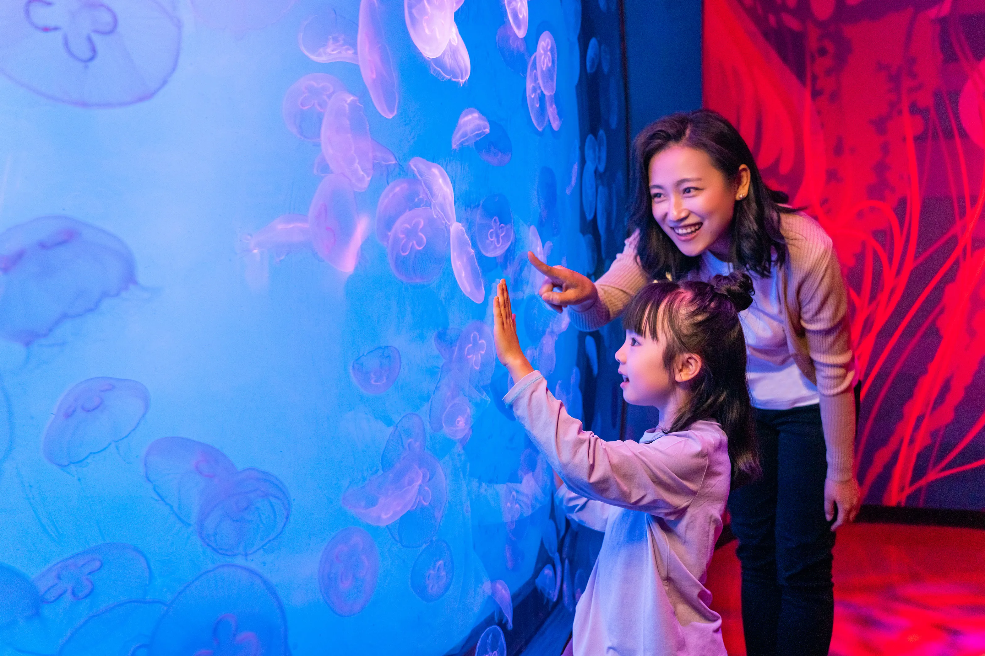 Jellyfish Area Small