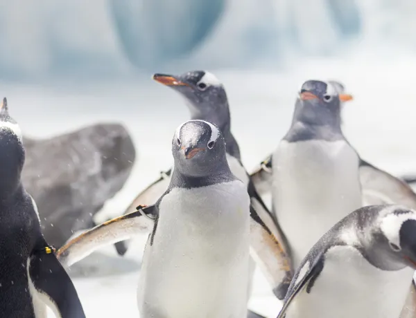 Eselspinguine